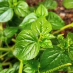 12 manfaat sirih cina bagi kesehatan