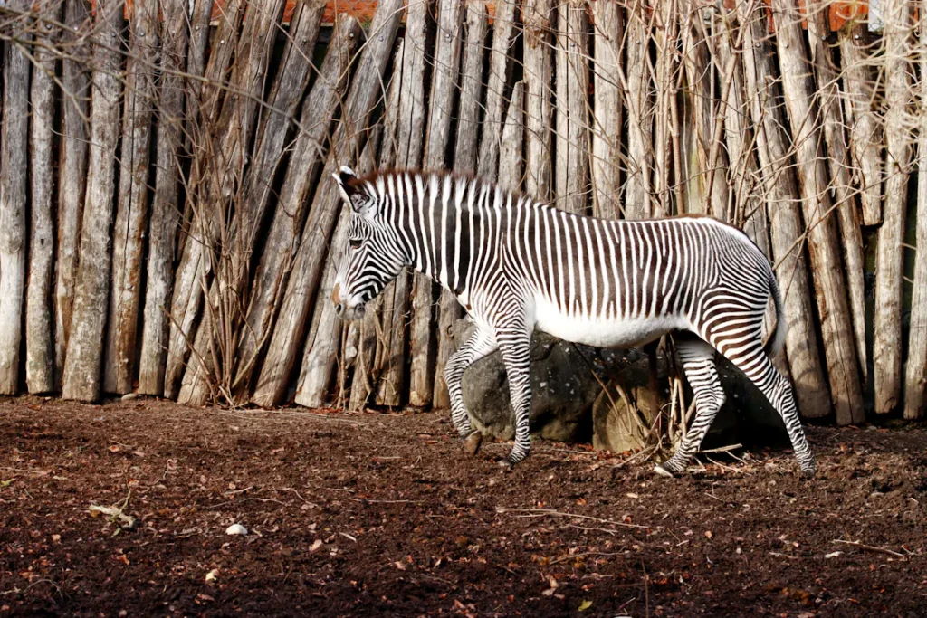 Solo Safari - gambar berkualitas