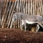 Solo Safari - gambar berkualitas