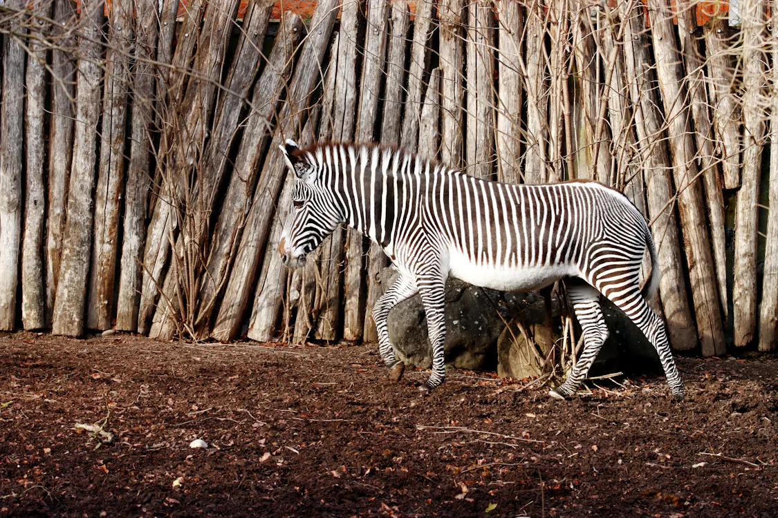 Pemandangan Solo Safari dengan jip