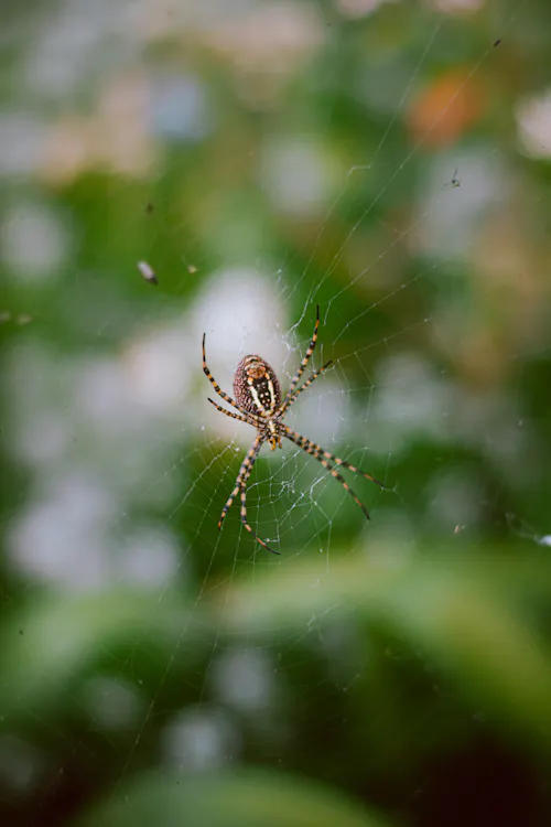 Jasa Desain Web Karanganyar - gambar berkualitas