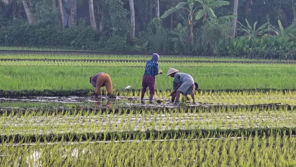 Wisata Klaten - gambar berkualitas