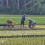 Wisata Klaten - gambar berkualitas